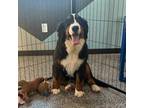 Bernese Mountain Dog Puppy for sale in Rock Valley, IA, USA