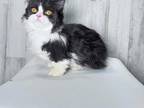 Black And White Longhaired Minuet Standard