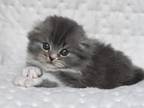 Hennesy Scottish Fold Male Blue Bicolour