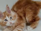Amir Maine Coon Male Red Silver Tabby
