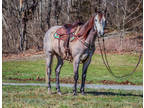 Big 16 Hand Steel Gray Quarter Horse Gelding, Ranch Work, Trail Ride