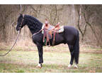 Fancy Registered Black Morgan Gelding, Rides and Drives, Super Pretty