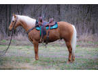 Very Pretty Registered Golden Dapple Palomino Gelding, Anyone Can Ride