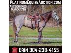 16H Well Broke, Dapple Grey, Ranch/Trail Horse, Online Auction!