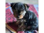 Yorkshire Terrier Puppy for sale in Saint David, AZ, USA