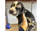 Great Dane Puppy for sale in Millers Creek, NC, USA