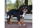 Cavalier King Charles Spaniel Puppy for sale in Middlebury, IN, USA