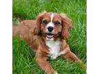 Cavalier King Charles Spaniel Puppy for sale in Middlebury, IN, USA