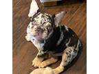 French Bulldog Puppy for sale in Atascadero, CA, USA