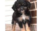 Mutt Puppy for sale in Moravia, IA, USA