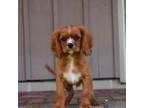 Cavalier King Charles Spaniel Puppy for sale in Middlebury, IN, USA