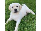 Labrador Retriever Puppy for sale in Kirkwood, PA, USA