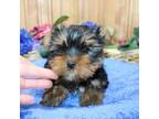 AKC Mark - male Yorkie - 6lbs