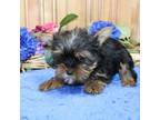 Yorkshire Terrier Puppy for sale in Colville, WA, USA