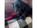 Labrador Retriever Puppy for sale in Rushville, IL, USA