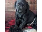 Labrador Retriever Puppy for sale in Rushville, IL, USA