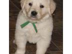 Golden Retriever Puppy for sale in Denver, CO, USA