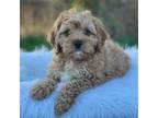 Cavapoo Puppy for sale in Penn Yan, NY, USA
