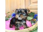 Yorkshire Terrier Puppy for sale in Colville, WA, USA