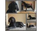 German Shorthaired Pointer Puppy for sale in Ulen, MN, USA