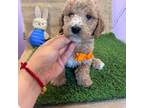 Goldendoodle Puppy for sale in Covina, CA, USA
