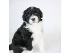 Portuguese Water Dog Puppy for sale in Waynesboro, GA, USA