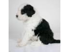 Portuguese Water Dog Puppy for sale in Waynesboro, GA, USA