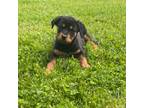 Rottweiler Puppy for sale in Mahan, WV, USA