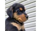 Rottweiler Puppy for sale in Mahan, WV, USA
