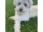 Schnauzer (Miniature) Puppy for sale in Columbia, MO, USA