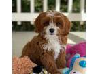 Cavapoo Puppy for sale in Winton, CA, USA