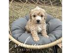 Mutt Puppy for sale in Niangua, MO, USA