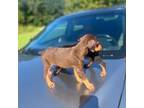 Doberman Pinscher Puppy for sale in Henderson, NC, USA