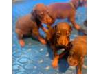 Doberman Pinscher Puppy for sale in Henderson, NC, USA