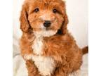 Miniature Labradoodle Puppy for sale in Greensboro, NC, USA