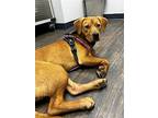 Banana, Labrador Retriever For Adoption In Elkton, Florida