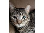 Tolstoy, Domestic Shorthair For Adoption In Cleveland, Ohio