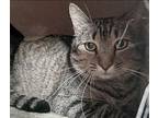 Cobain, Domestic Shorthair For Adoption In Cleveland, Ohio