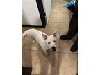 Iceman, Terrier (unknown Type, Medium) For Adoption In Olive Branch, Mississippi