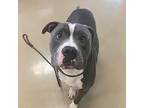 Freeman, American Pit Bull Terrier For Adoption In Des Moines, Iowa