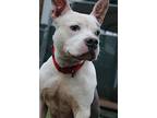 Ivy, American Pit Bull Terrier For Adoption In Evansville, Indiana