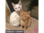 Sneezy (bonded With Happy), Domestic Mediumhair For Adoption In Toronto, Ontario