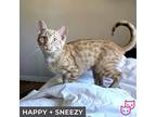 Happy (bonded With Sneezy), Domestic Shorthair For Adoption In Toronto, Ontario