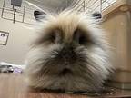 Tina, Lionhead For Adoption In Westford, Massachusetts