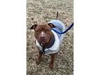 Mona, American Pit Bull Terrier For Adoption In Sandusky, Ohio