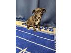 Franny, American Pit Bull Terrier For Adoption In Houston, Texas