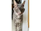 Donnie, Domestic Shorthair For Adoption In New York, New York