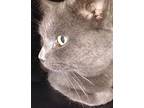 Sir James, Russian Blue For Adoption In Inez, Kentucky