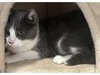 Laurel, Domestic Shorthair For Adoption In Goodyear, Arizona