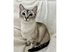 Evie, Siamese For Adoption In New York, New York